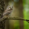 Syc rousny - Aegolius funereus - Boreal Owl 6122
